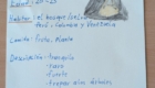 Alpakawanderung2